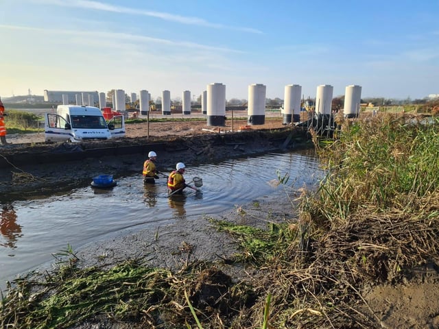 A technique called electrofishing was used to catch fish that needed to be relocated ahead of canal draining work (image: Costain)