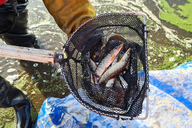With a total of eight Jack Pike and Perch fish caught and safely relocated to another part of the canal.....(image:  Costain)