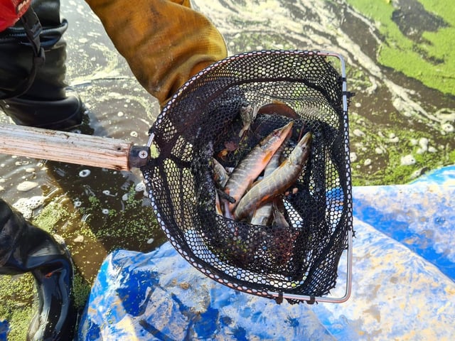 With a total of eight Jack Pike and Perch fish caught and safely relocated to another part of the canal.....(image: Costain)