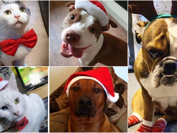 A few festive pets to brighten up your day!