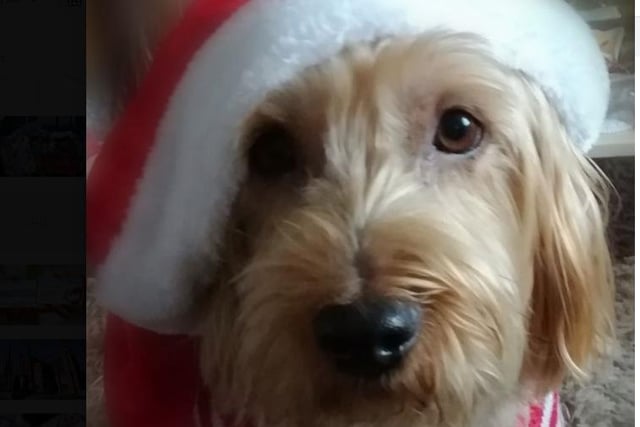 Andrea Ball shared her Yorkshire Terrier Charlie in his Santa hat and Christmas jumper.