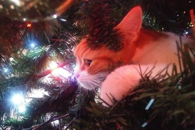 Alison Hudson·shared one of her cats settling in the Christmas tree.