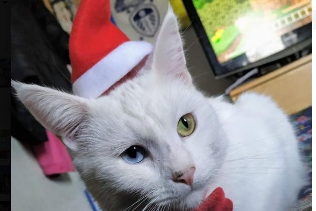 Siân Louise Petts shared one of her favourite photos of her Christmassy cat.