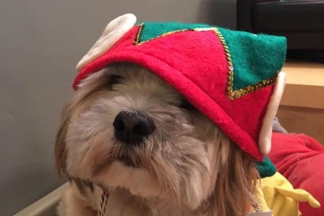 Tracey Beaumont sent us this picture of Benji in a special hat....let's hope he stays off the tree!