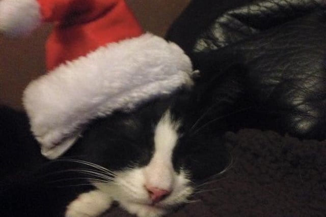 Ange Morris sent us this picture of Charlie-Anne sleeping in a Santa hat. How cute!