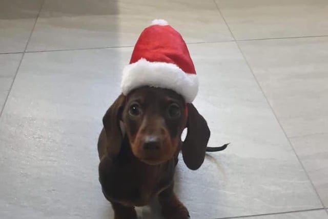 Becky Wilson sent us this picture of Winnie rocking a Santa hat... we love it!