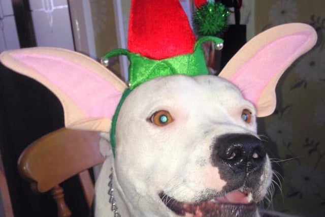 Elisa Perrins sent us this picture of Biscuit in a festive hat...so sweet!