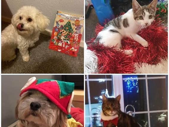 These pictures show your pets getting into the festive spirit this Christmas!