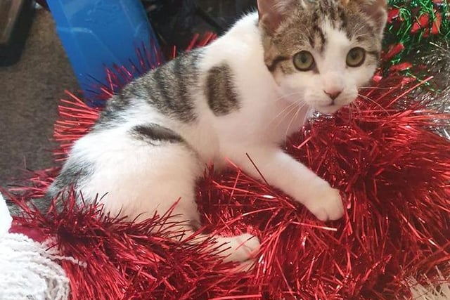 Emma Harrison sent us this picture of Tilly.... that tinsel looks comfy!