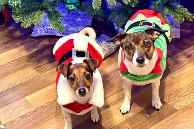 Kevin Wrensch sent us this picture of Luna and Lola with the Christmas tree in their festive outfits... it's adorable!
