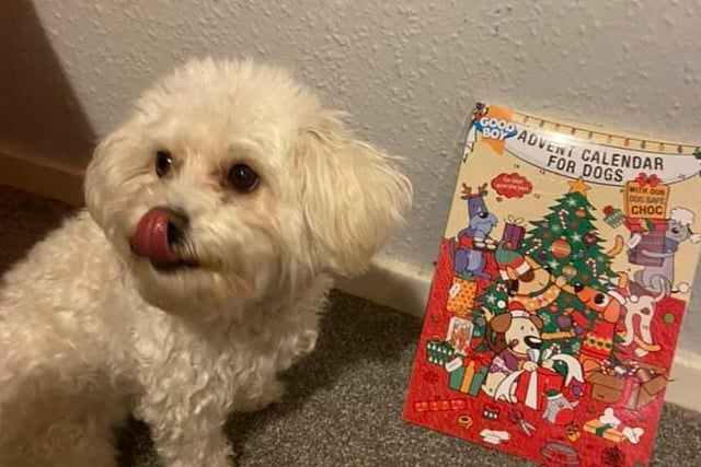 Michelle Leanne Shepherd sent us this picture of Bella and her advent calendar.... looks like she's enjoying it!