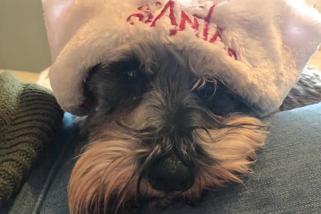 Rosie Anne sent us this picture of Ellie.... looking sleepy in her Santa hat!