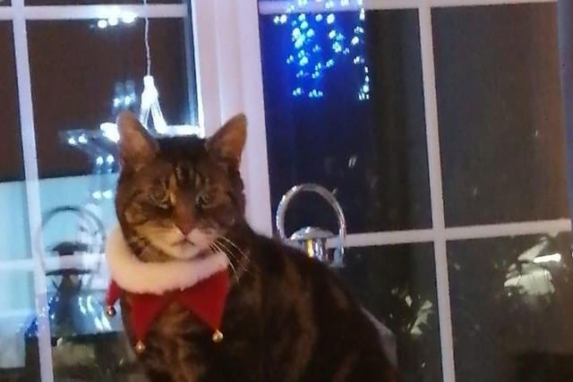 Susan Ross sent us this picture of Jack...looking mischievious in a festive collar!