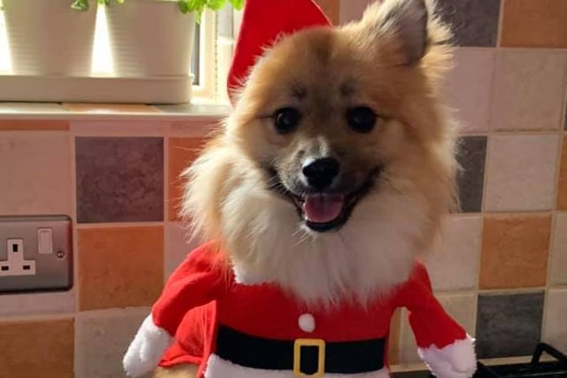 Debbie Scherer sent us this picture of Pepper the Pom....looking adorable in a Santa outfit!