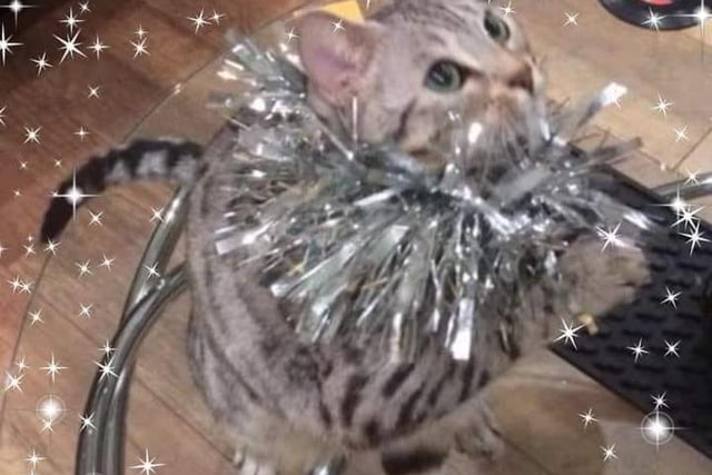 Melanie Groves sent us this picture of Miya... looking lovely wrapped in tinsel!