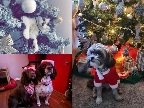 Here's 25 Calderdale pets wearing their Christmas costumes to brighten up your day