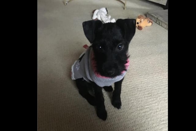 Nellie in her Xmas jumper sent in by Emily May Richardson