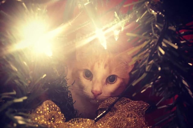 Gus hiding in the Christmas tree sent in by Kirsty Davison
