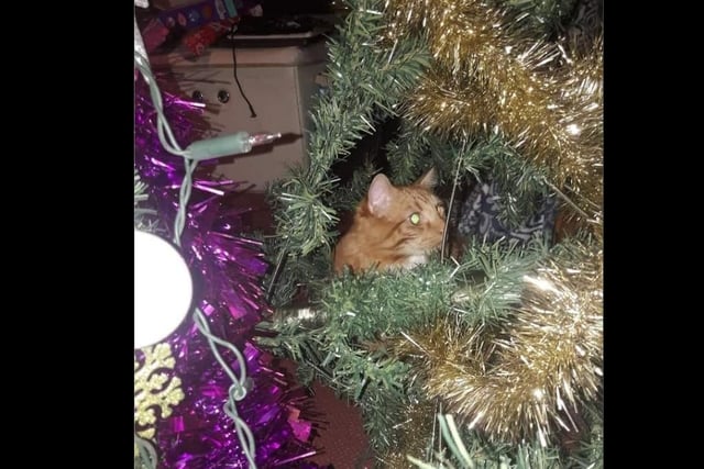 April Fairhurst: "My cat the 3rd time it knocked my tree over last year ..we put it away then"