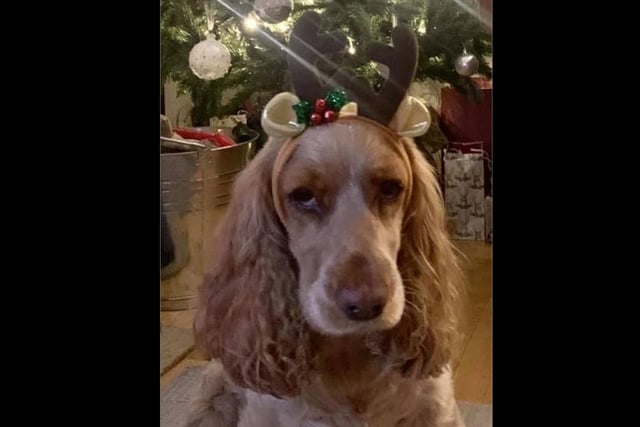 Sandy with her reindeer antlers on sent in by Josie Lord
