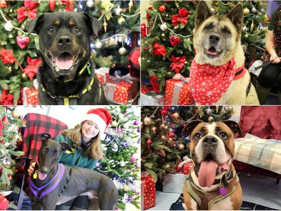 Dogs Trust in Leeds has dogs up for adoption this Christmas (photo: Dogs Trust Leeds)