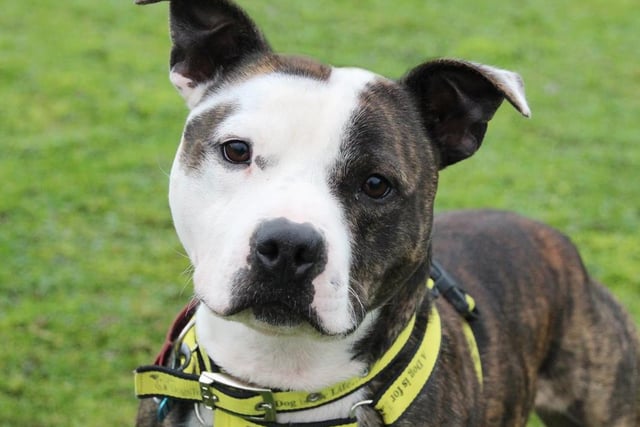 Edward is a typical Staffordshire Bull Terrior who is bouncy and loving life. He would not be suitable for families with young children as he can be very over the top but over 16s should be fine. Edward is pretty much the same with dogs and will be happier being the only dog in the home. Edward can be vocal around dogs so would be better walked in quieter areas however he is eager to learn and eager to please.

Photo: Dogs Trust Leeds