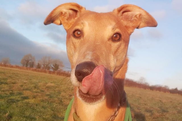 Jake is a six-year-old Lurcher. He is one of life's worriers though. He can be shy when he first meets you, but he's easily won over if you've got a few treats in your pocket! Once he knows you he is the softest lad you could meet. He just loves cuddling up with you and is so affectionate. He likes his walks and he also loves lounging on a sofa, a good walk somewhere quiet will keep him happy. He's manageable around other dogs but he doesn't like them in his personal space however he is happy to wear a muzzle out and about.

Photo: Dogs Trust Leeds