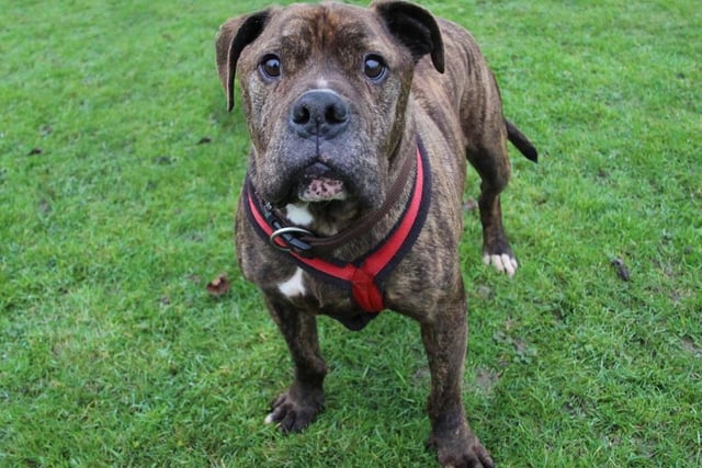 Biggie is a dog who enjoys lots of fuss and attention. He's 5 years old and friendly with everyone he meets. He is perfectly manageable around other dogs out and about but isn't keen on them getting in his face so he prefers to walk in quieter places and will need to be the only pet in his home as isn't one to share the limelight! He enjoys playtime with his cuddly toys and loves his food. Sadly he doesn't enjoy travelling in a car so he'll need easy access to nice walking areas directly from his home.

Photo: Dogs Trust Leeds