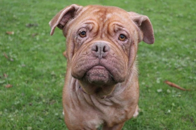 Missy is very petite for her Dogue De Bordeaux breed. She is a lovely friendly girl out of her kennel and loves nothing more than a good fuss. Missy will need a quiet home without too many comings and goings and ideally not much passing the windows either. She should be fine with children 16 and over and will need to be the only pet as she is manageable but not entirely comfortable around other dogs.

Photo: Dogs Trust Leeds