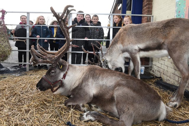 Children are delighted to meet two reindeer.