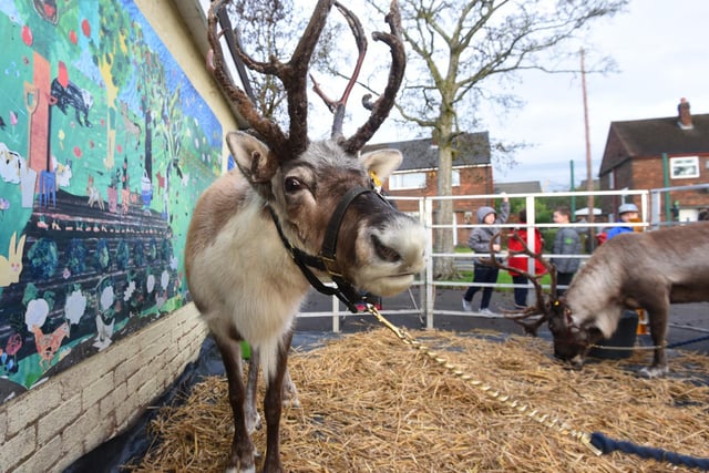 Reindeer have a busy schedule before Christmas eve.