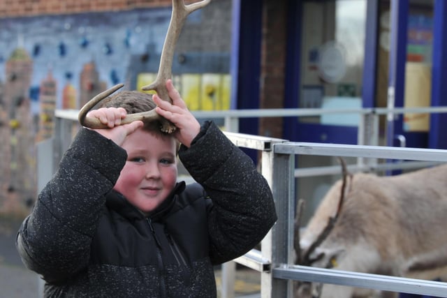 Kids learnt reindeer shed their antlers each year.