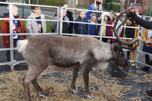 Pupils learn about the reindeer's furry antlers.