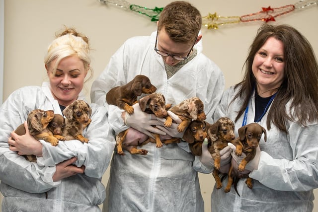 Staff had their hands full with the Chirstmas puppies this time last year