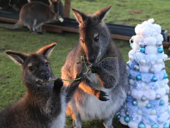 Fish and meat treats were also handed out to the Amur Tigers, Leopards and Lions, in tinsel-covered buckets as Xmas joy was spread around the 150-acre park.