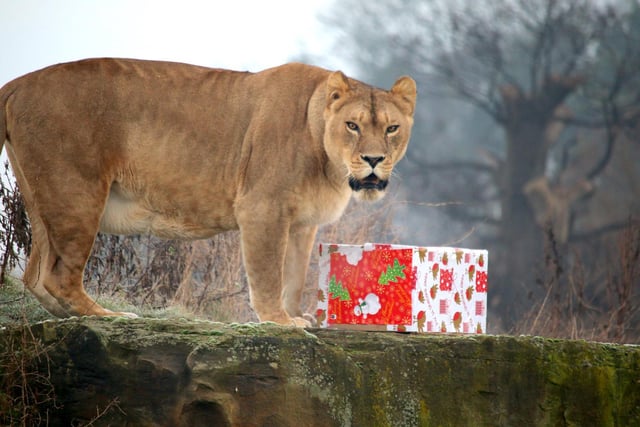 The team, dressed in Santa hats, delivered extra portions of fruit and vegetables in boxes to the meerkats and armadillos. Here are some of the best pictures: