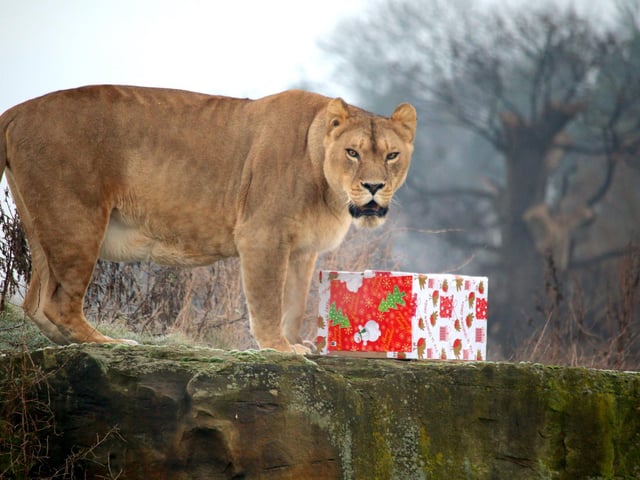 The team, dressed in Santa hats, delivered extra portions of fruit and vegetables in boxes to the meerkats and armadillos. Here are some of the best pictures: