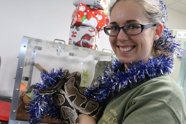 Other delights included a selection of fresh Christmas vegetables for a special baboon, a platter of fine fish treats for the South American Giant Otter duo, healthy candy canes for the giraffes and Christmas goodies for the young hyena cubs.