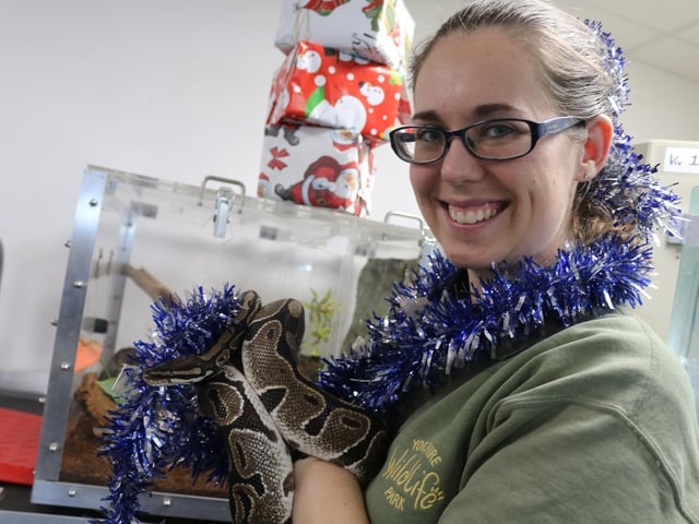 Other delights included a selection of fresh Christmas vegetables for a special baboon, a platter of fine fish treats for the South American Giant Otter duo, healthy candy canes for the giraffes and Christmas goodies for the young hyena cubs.