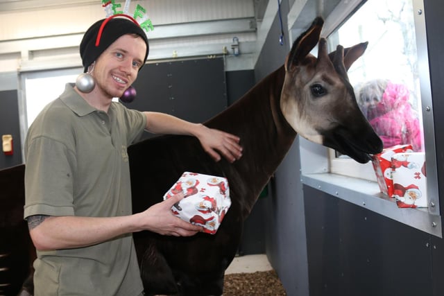 Debbie Porter, Animal Manager, of the park at Branton, near Doncaster, said: “Christmas is a special time for everyone, even this year, but our dedicated staff will be here caring for the animals as they do all year round.