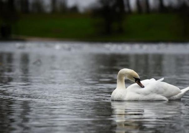 An outbreak of bird flu caused the death of nine swans at Blackpool's Stanley Park. Initially, there were fears that the birds had been poisoned but tests revealed they had gone down with the deadly virus.