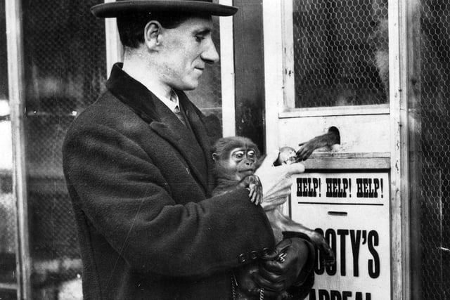November 1923 and a  smartly-dressed man is outside the monkey enclosure at Roundhay Park Zoo, Canal Gardens. A box collecting money for 'Sooty's Appeal' was part of the Boots for Bairns campaign.