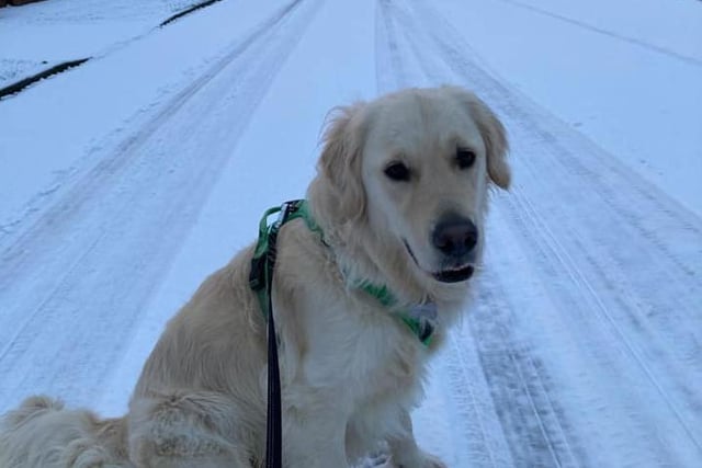 Emma Tierney shared this snap of her dog enjoying a snow day