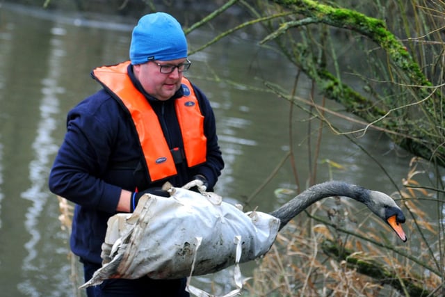 In the first week of January the RSPCA found swans covered in a substance thought to be diesel, turning their white feathers black, on the fishing pond off Scot Lane, Wigan.  Pictured is animal welfare officer David Hatton rescuing one of the five swans, they were taken to a specialist RSPCA base, cleaned up and released back to the pond, which was no longer contaminated, after a few weeks.