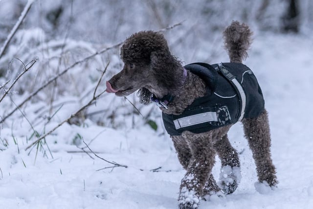 Mark Stinchon's dog Micky, a miniature poodle, loved the snow in Rowley Woods, Burnley.