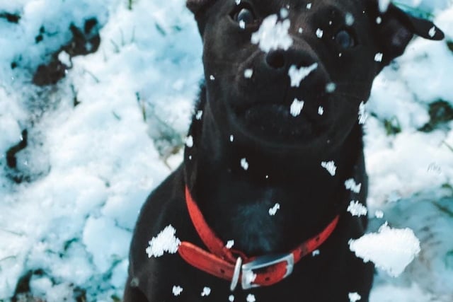 Mabel the dog, who belongs to Julue Ann Lee, is pictured trying to catch snowflakes in Colne.