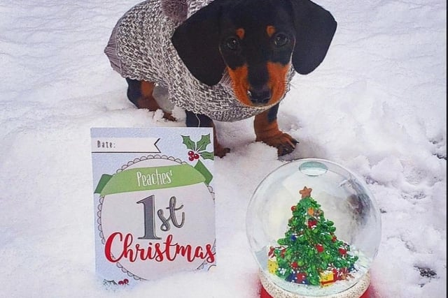 As first Christmas celebration for Peaches the dog in this adorable picture taken bhy Marie Lynzey