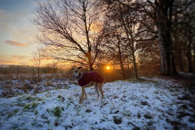 A beautiful shot of Ruby the dog in Padiham's Grove Lane woods by her owner Fiona Jayne.