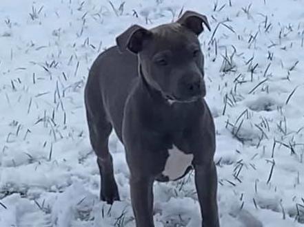 At just 16-weeks-old this is Narla the pup's first experience of snow in Burnley with her owner Micala Anders