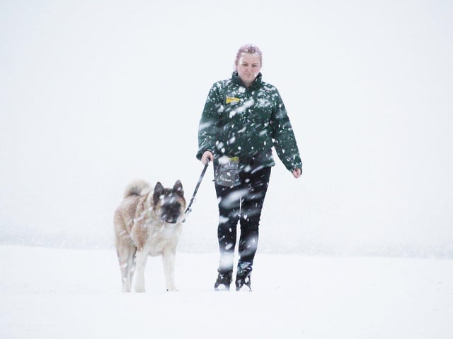Dogs Trust Leeds said their animals were loving the snow (photo: Dogs Trust Leeds).